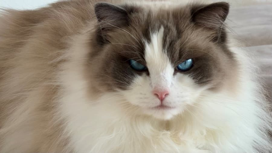 ArtofCats - a verified home cattery