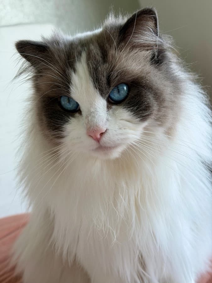 ArtofCats, a verified home cattery