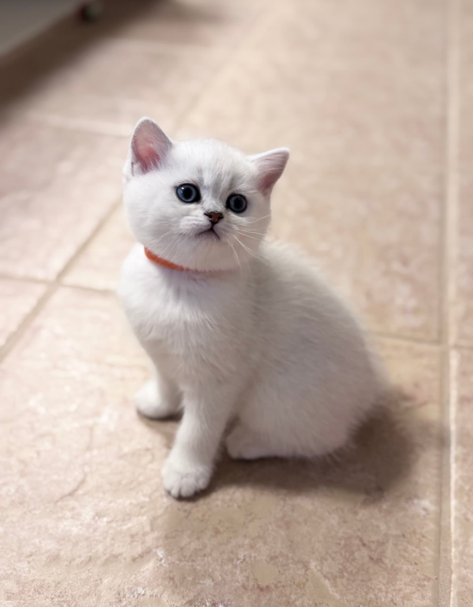 GLORIA