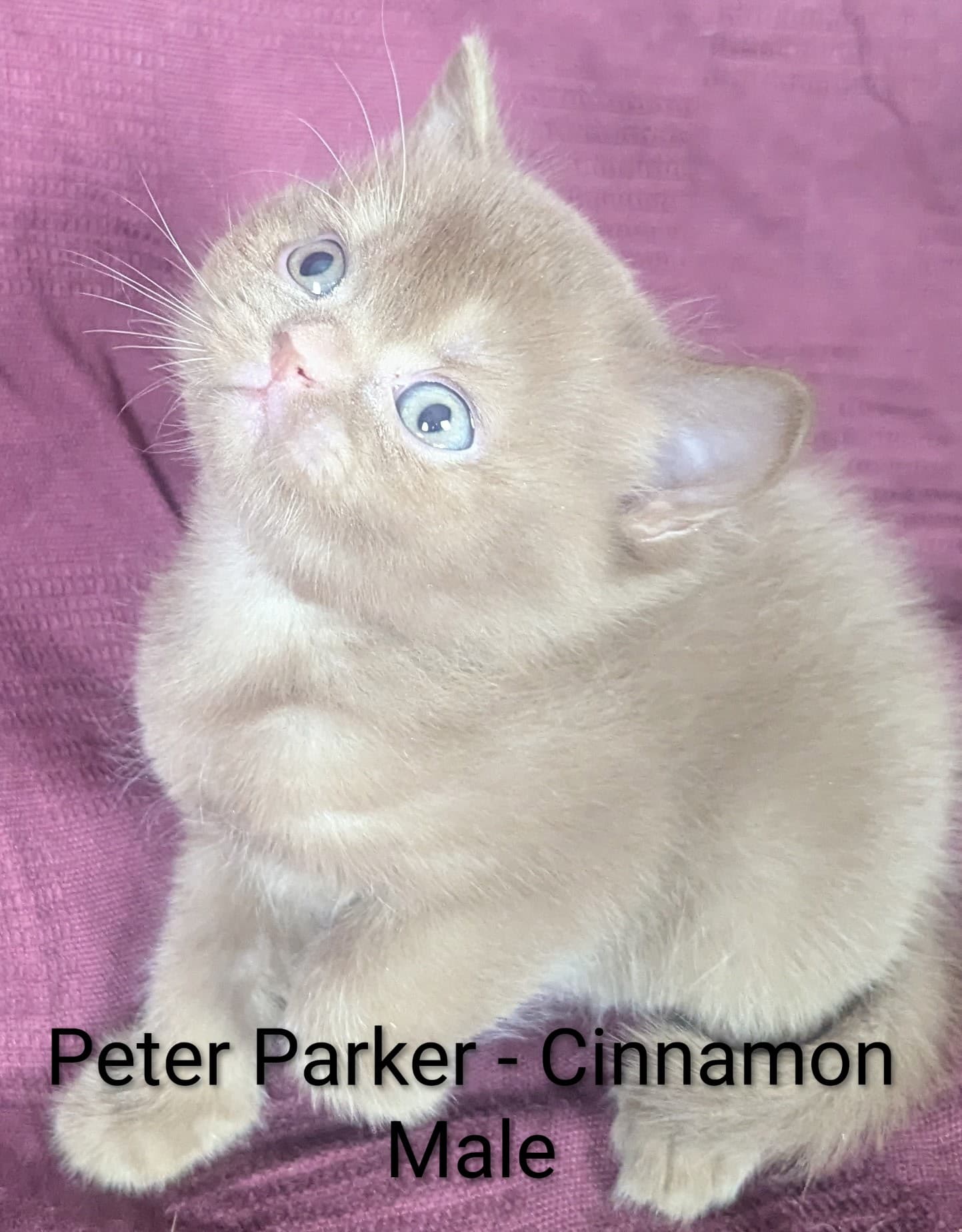 Peter Parker