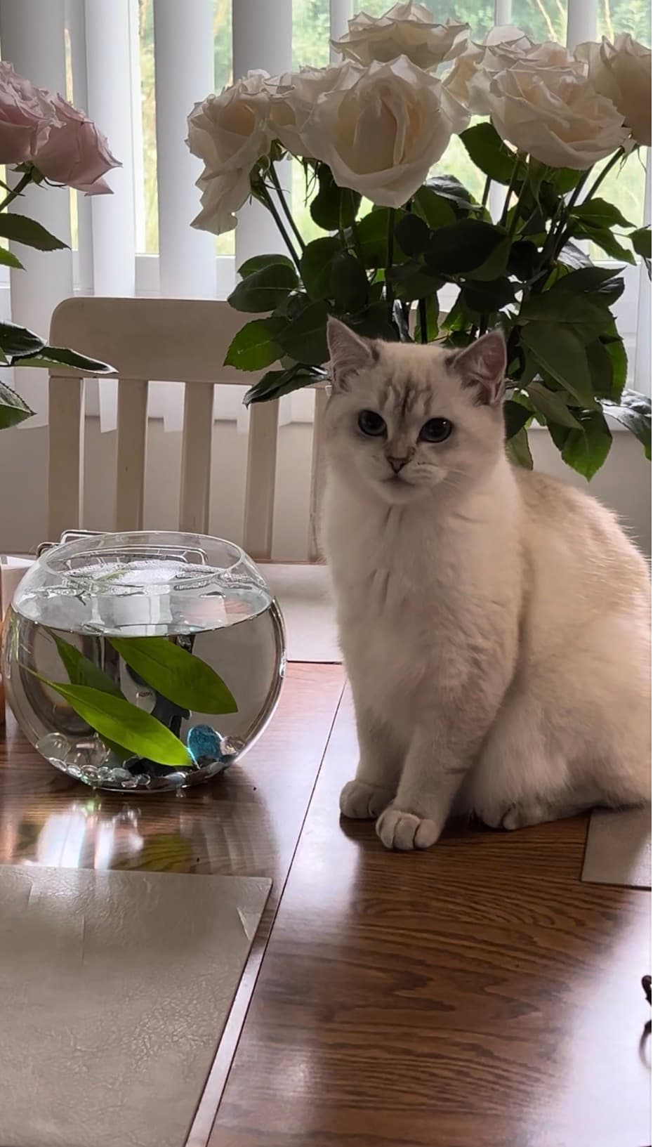 Sanny, Young queen at Kittenterapia_minnesota