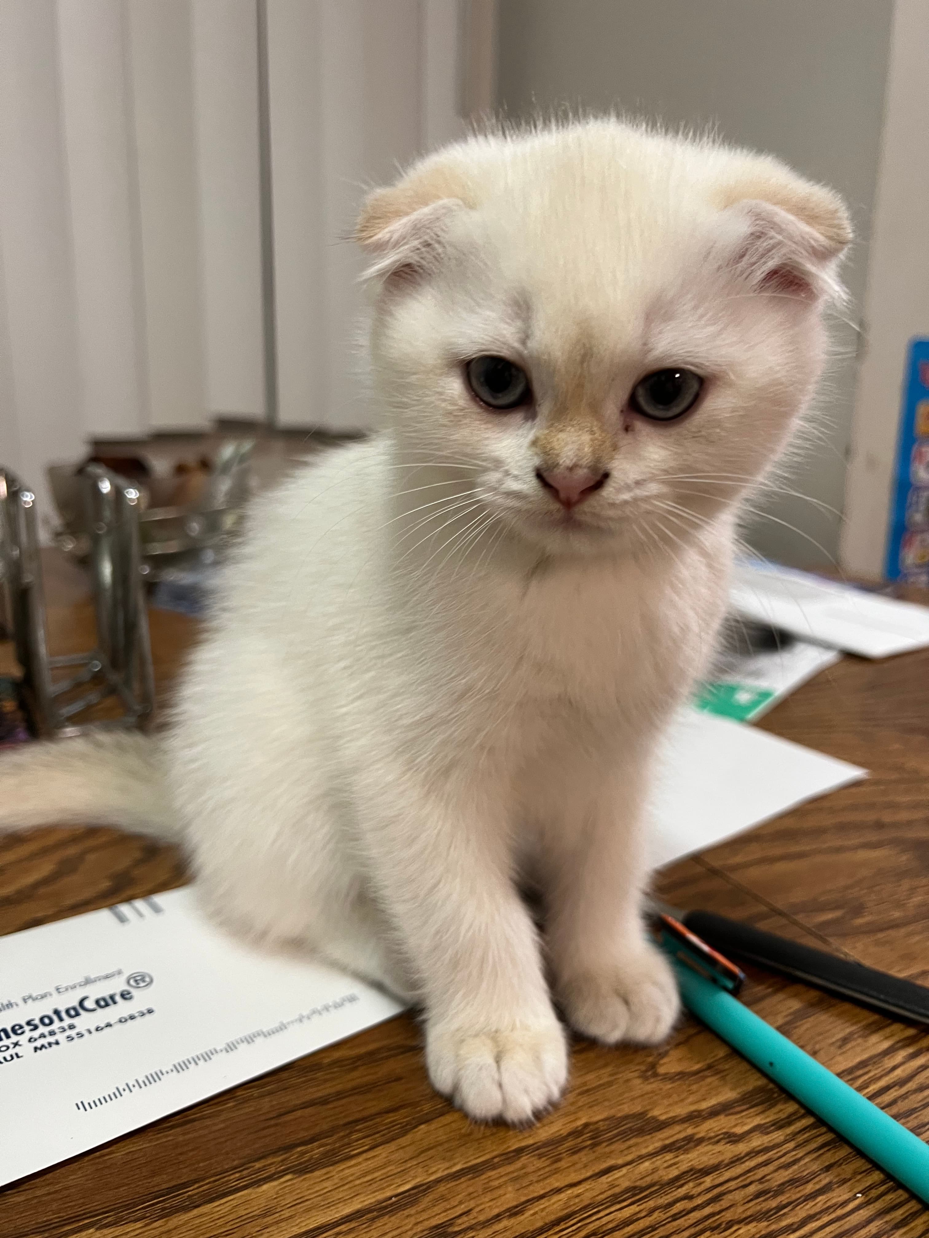 Wesley, a Scottish Fold kitten at Kittenterapia_minnesota