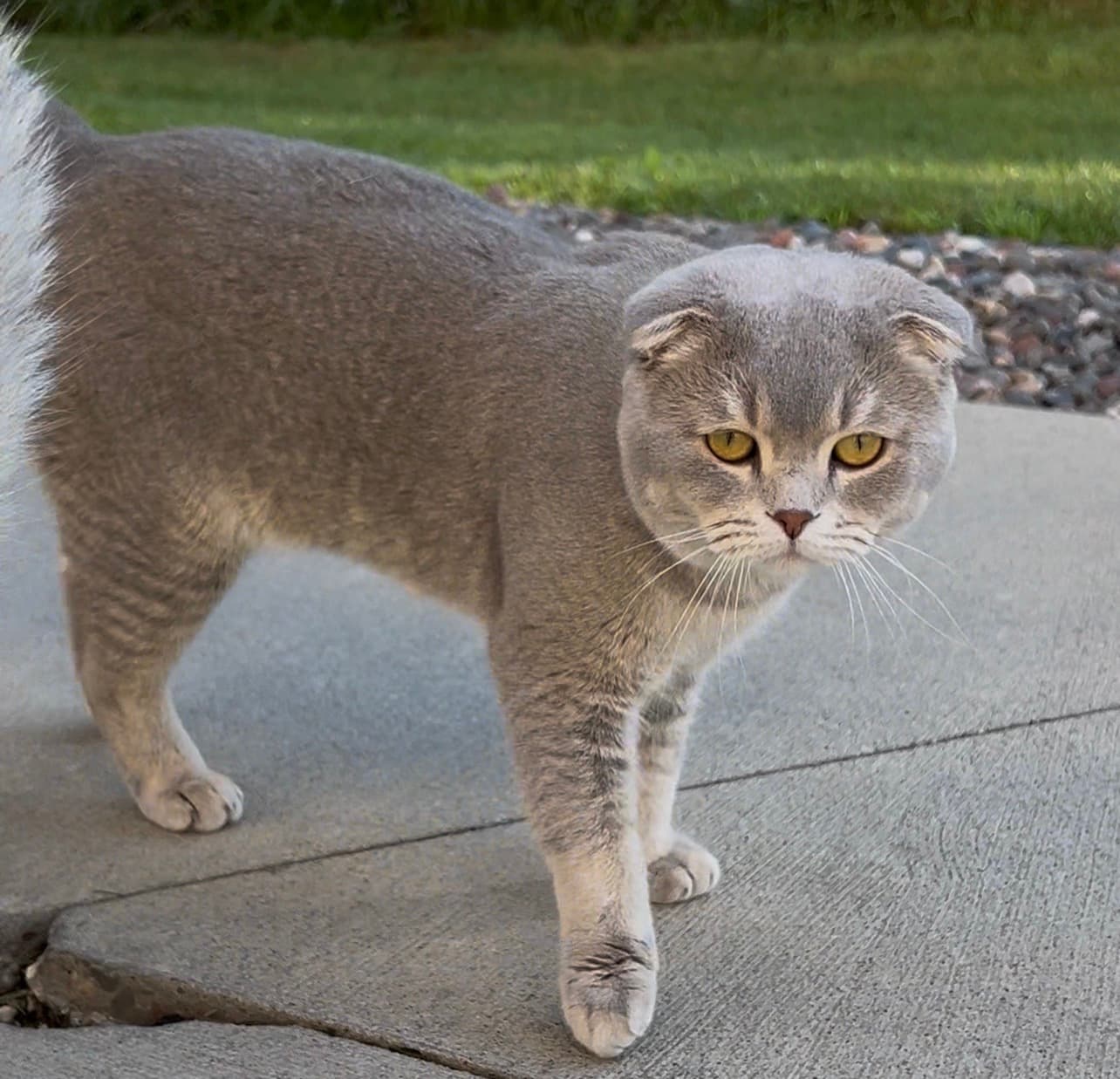 Toby, Stud at Kittenterapia_minnesota