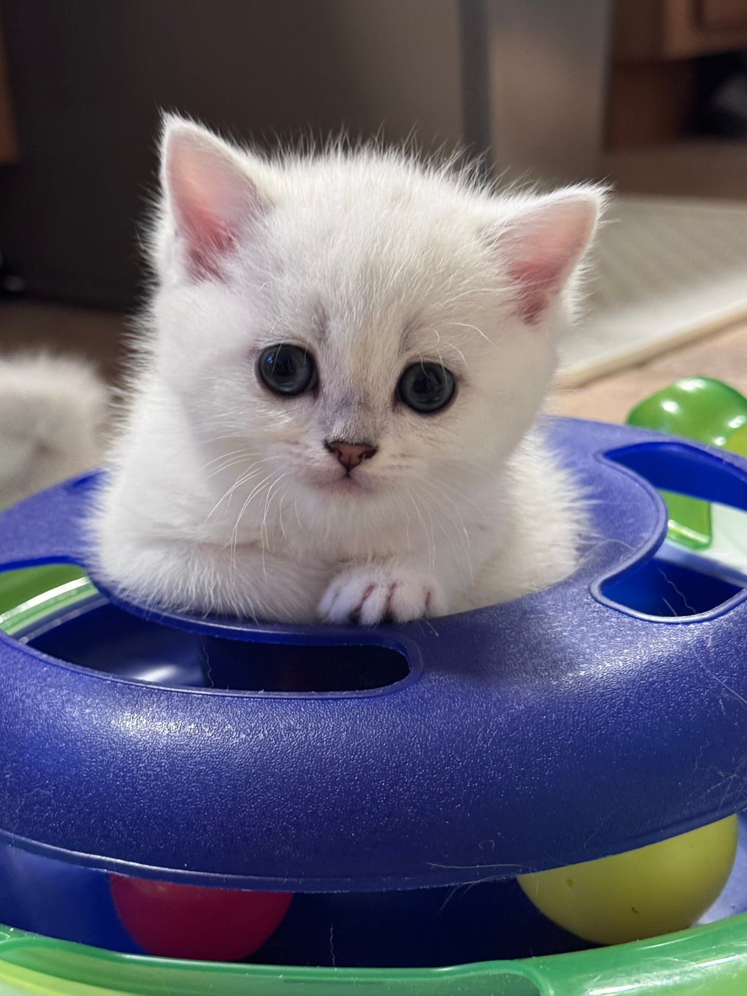 MADI, a British Shorthair kitten at BritishEstate