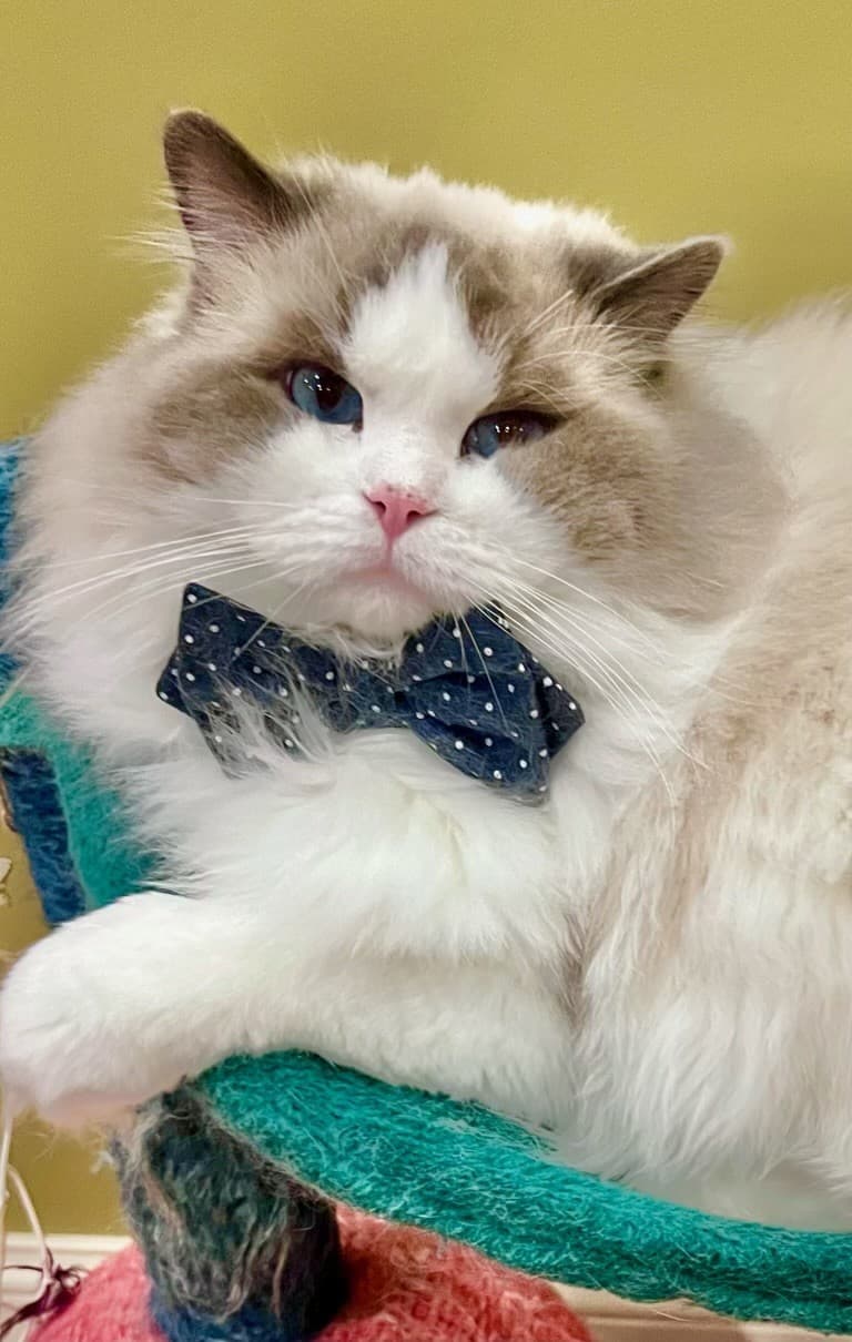 Maximus Alvita Cat
