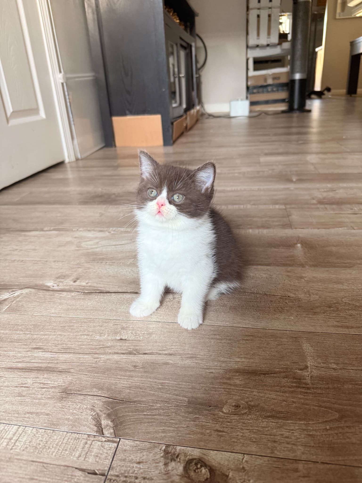 Mocha