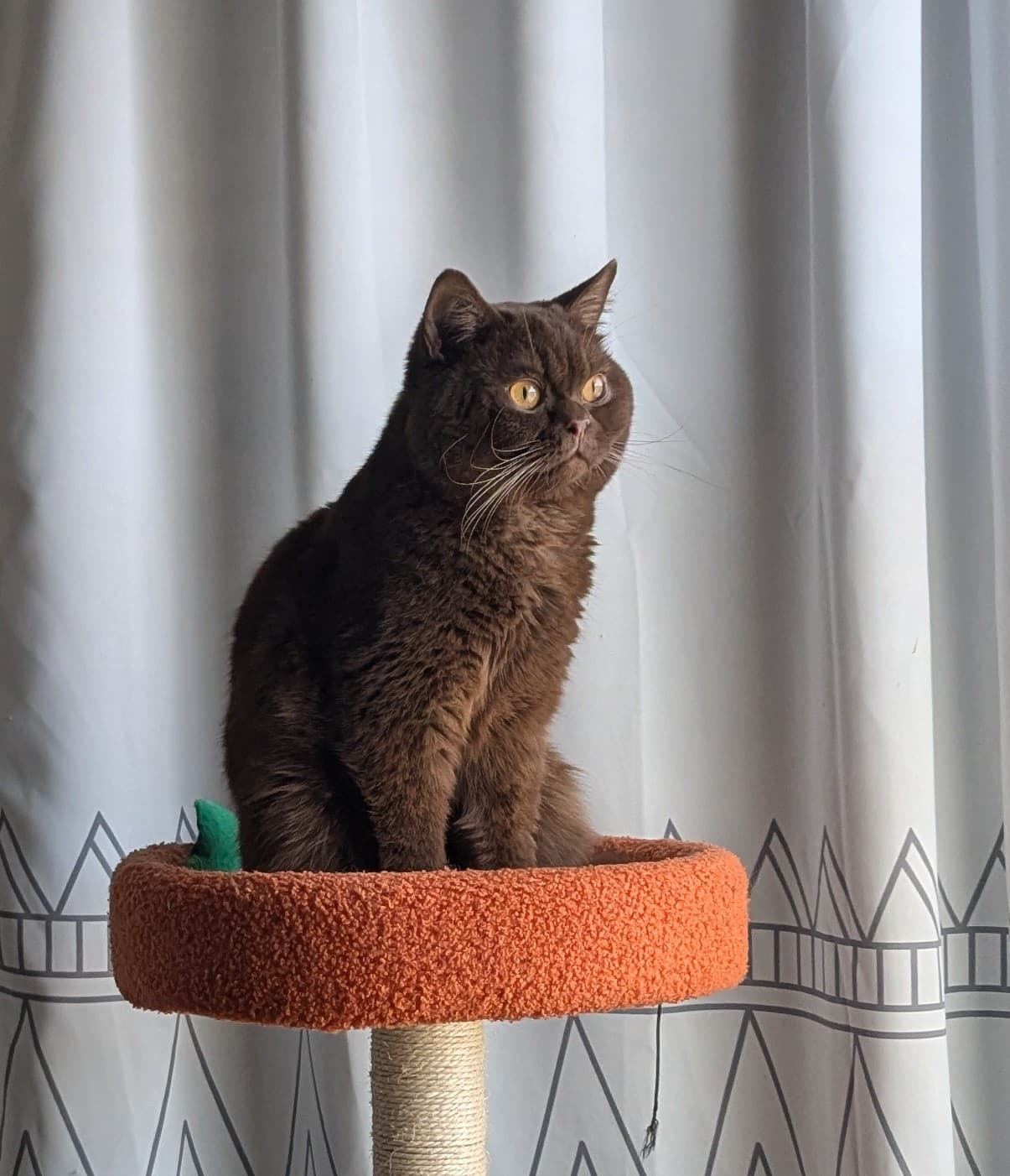 Sir Hazelnut, Stud at Mandy's Dandy Cattery