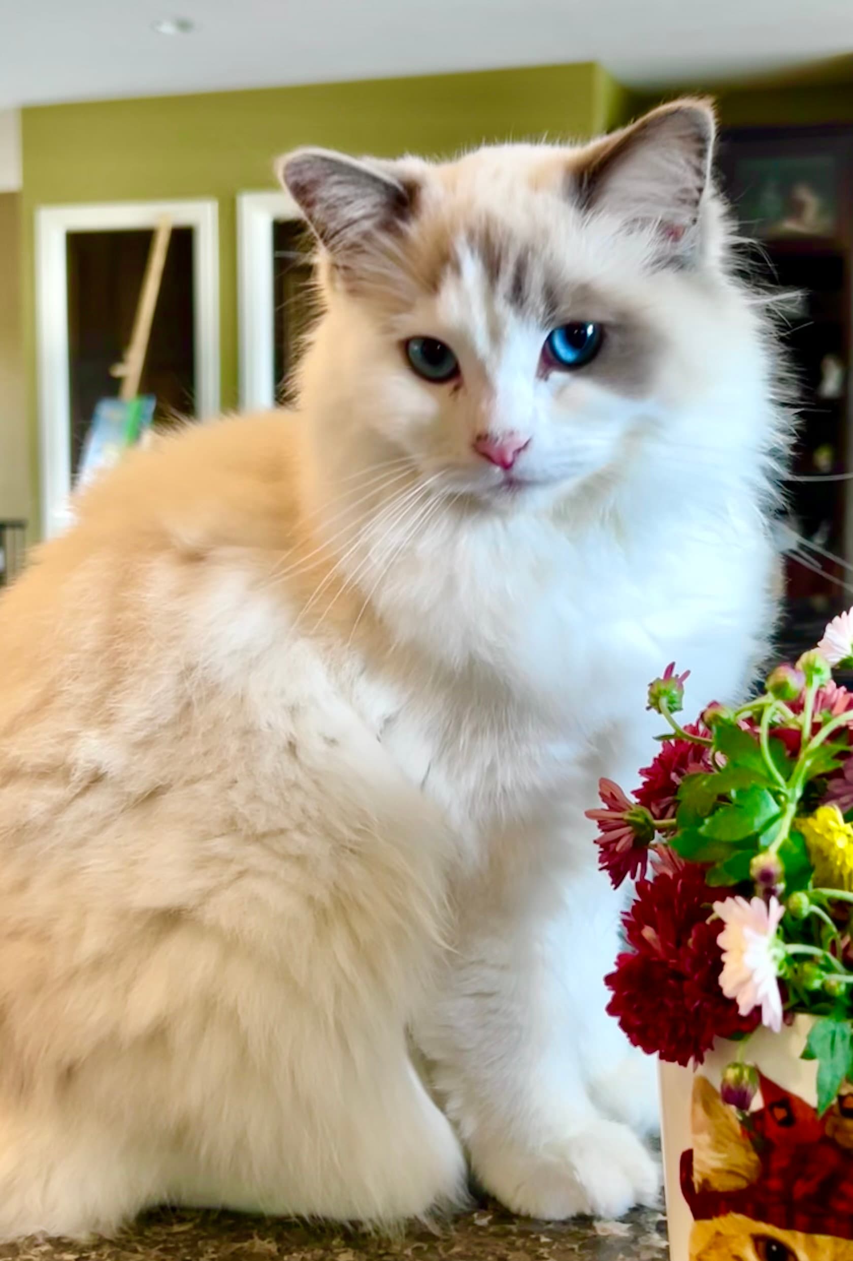 Icecream Miss Vanilla Bean, a Ragdoll kitten at ArtofCats