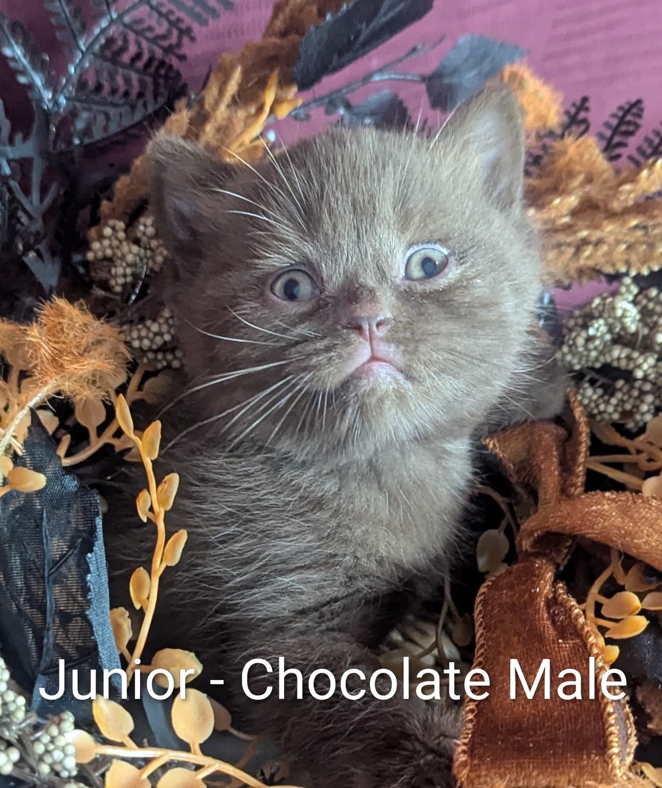 Junior