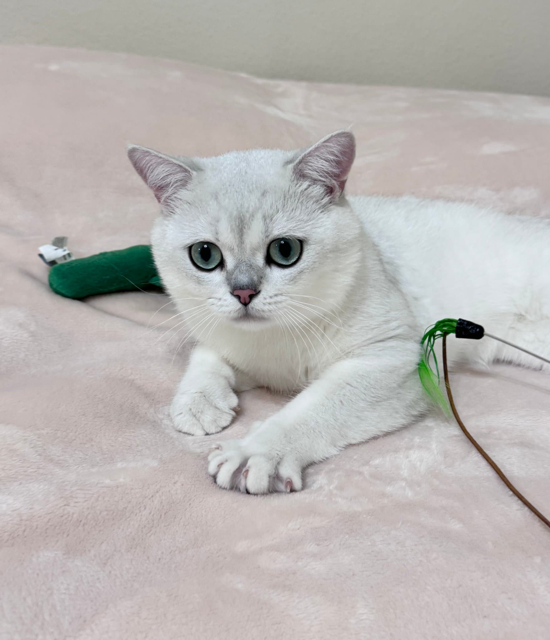 BritishEstate, a verified home cattery