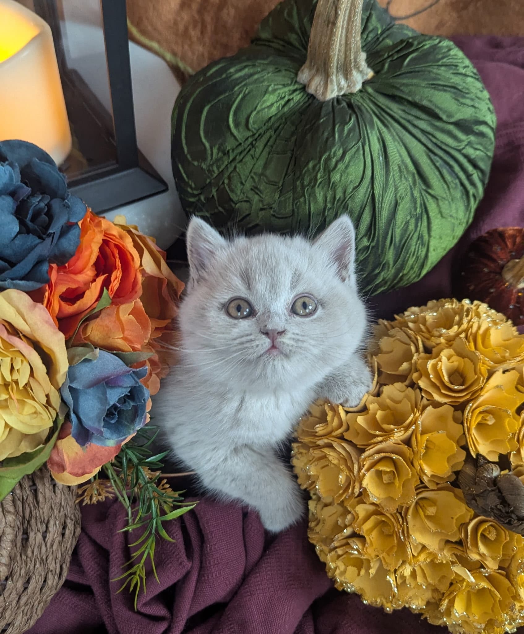 Elsa, a British Shorthair kitten at Mandy's Dandy Cattery