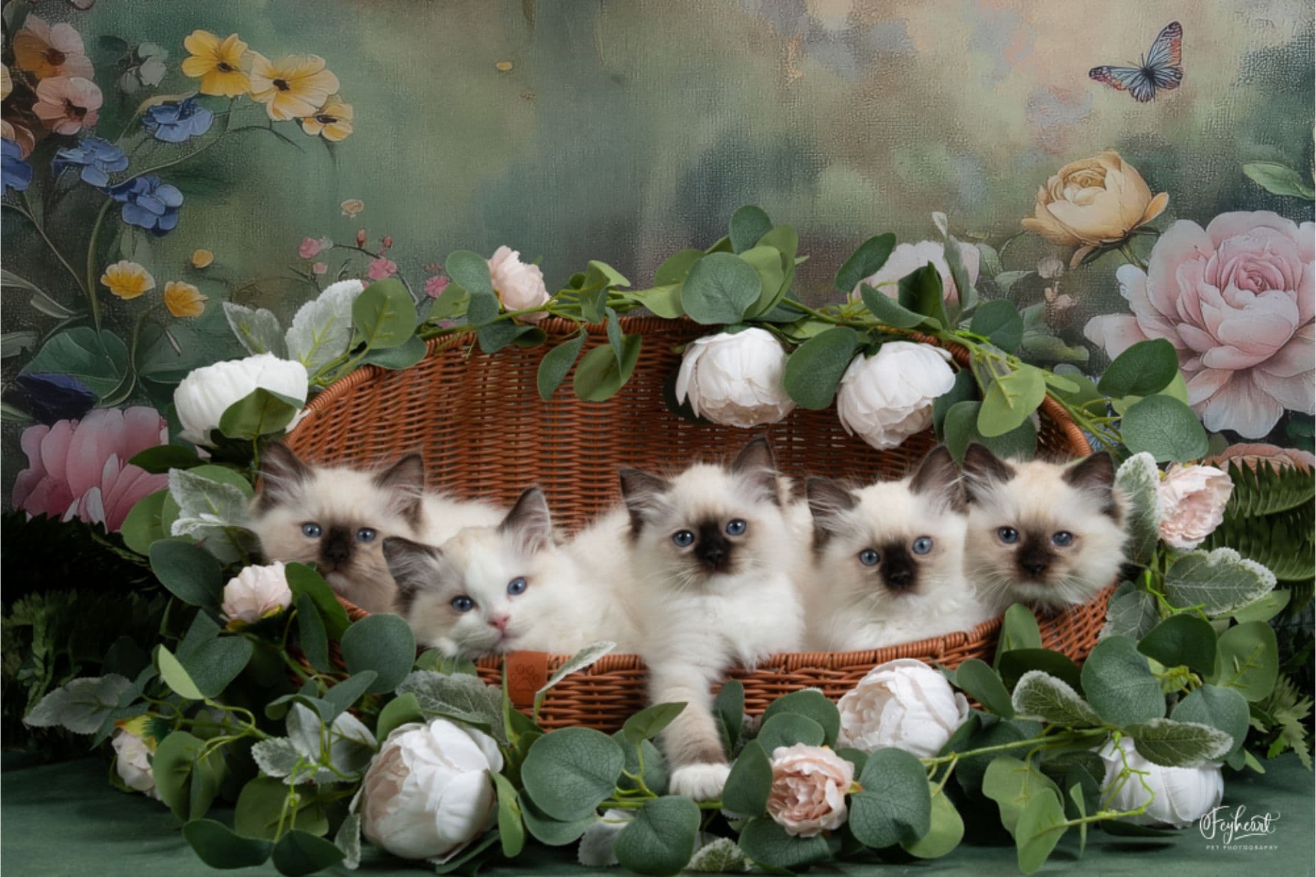 Kitten Around Ragdolls