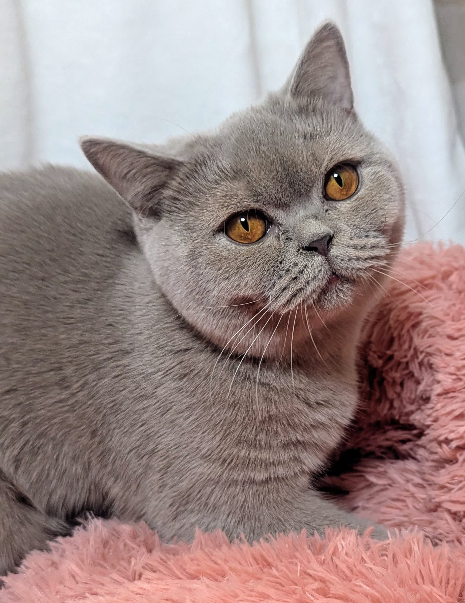 Marigold, Queen at Mandy's Dandy Cattery